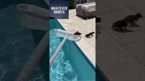 Baby ducklings getting scooped out of the pool #baby #duck #pool #animals