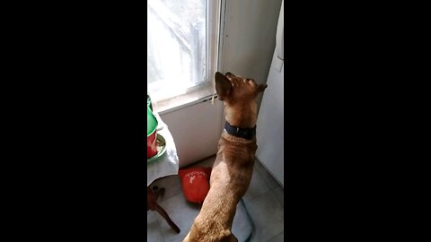 funny dog video