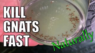 KILL Gnats Naturally