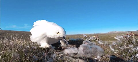 The snowy owl family lives happily together