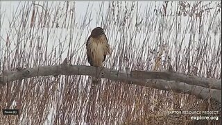 Young Northern Harrier is hunting