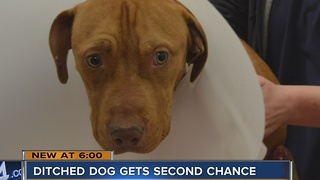 Dog found dumped, ditched gets second chance