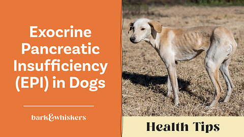 Exocrine Pancreatic Insufficiency (EPI) in Dogs