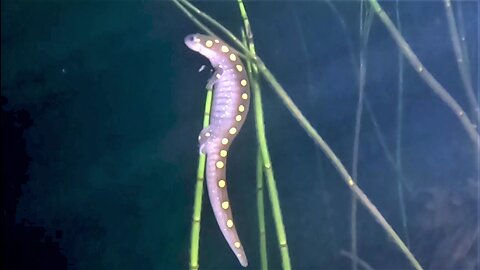 Salamander lays eggs in secluded forest pond