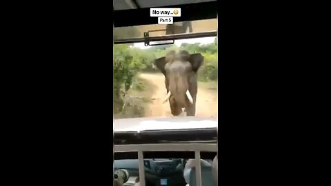 Elephant angry ￼