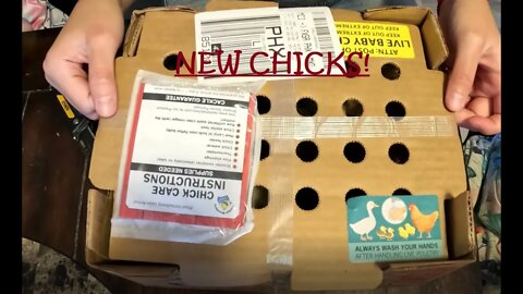 Chick Delivery! "I'm So Excited"