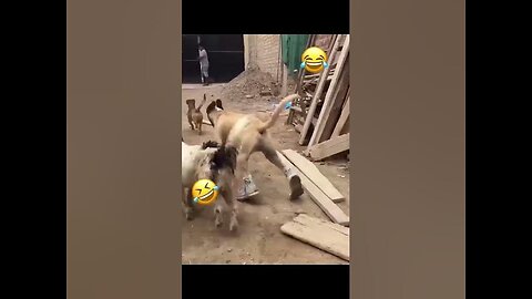 Best Funniest Cats 😹 - Don't try to hold back Laughter 😂 Funny Cats 2023 #2.mp4