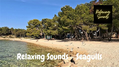 Relaxing sounds | The sound of seagulls on a quiet day