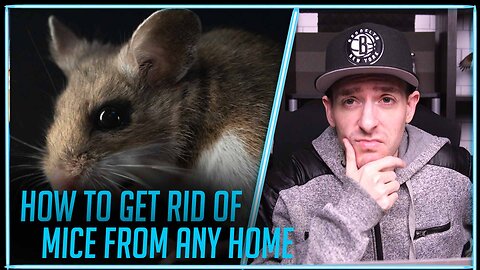 The best way to get rid of mice in any home
