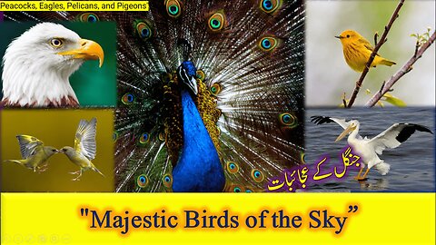 "Majestic Birds of the Sky: Peacocks, Eagles, Pelicans, and Pigeons" Natural Beauty