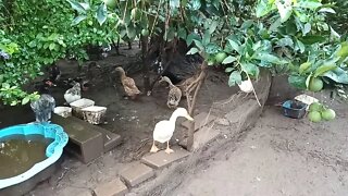 Some of my Indian Runner Ducks