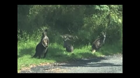 Some wallabies by the road at our home. Note the muscles on the male