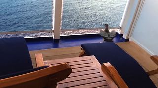Seagull Gets Into A Sticky Situation