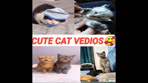 CUTE CAT FUNNY VIDEO