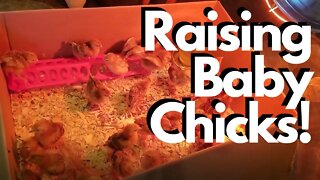 Raising Baby Chicks