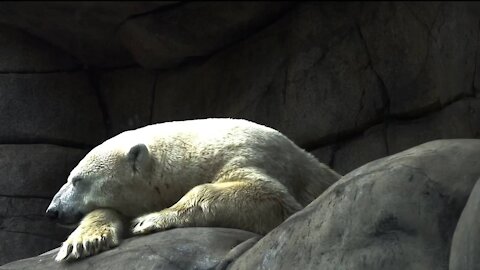 White Bear or Polar Bear
