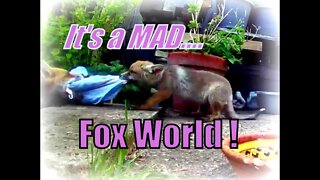 🦊Fox World - the mad world of an urban fox family