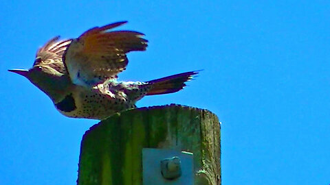 IECV NV #632 - 👀 Northern Flicker Takes A Poop Then Fly's Off 🐦6-15-2018