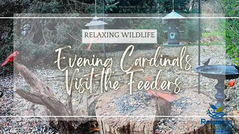 Our Evening Cardinals Visit the Feeders