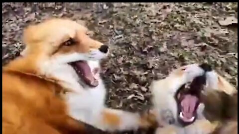 This is the fox laugh.