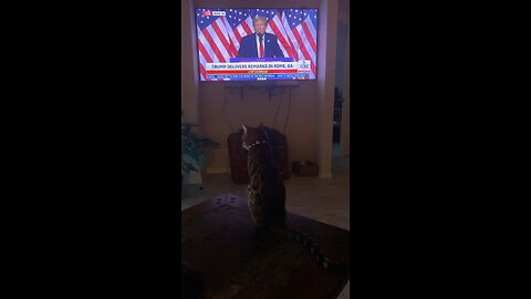 Taylor the Bengal cat is a Trump/MAGA supporter