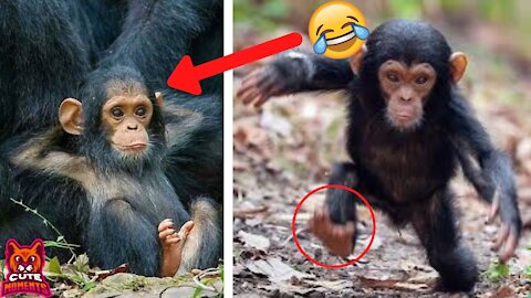 Baby Chimps Compilation