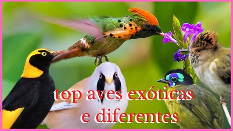 top aves exóticas e diferentes
