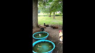 City Soay Sheep Farm