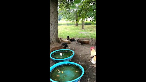 City Soay Sheep Farm