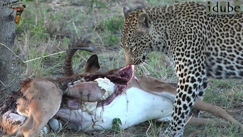 Scotia Female Leopard Comes To Feed On An Impala