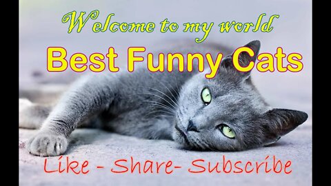 laughter challenge😂😂 cats and dogs funny videos😂 #Petsandwild #dogsfunnymoments #cats2022