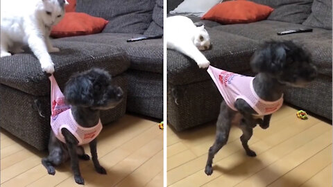When you have a bad friend, a cat plays with a puppy