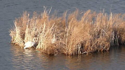 Rush Lake nesting site?