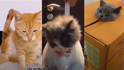 Funniest Cats 😹 - Don't try to hold back Laughter 😂