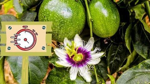 Top 5 Quick Producing Fruits You Should Grow | Cold Hardy Fruit To Wow!
