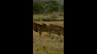 Antelope teaches cheetah a lesson