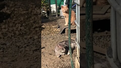 Farm cats relaxing in the sun