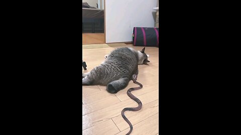 Cat and snake funny video