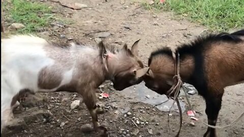 Funny Goats fighting