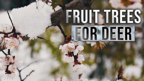 Top Tips for Growing Fruit Trees for Deer
