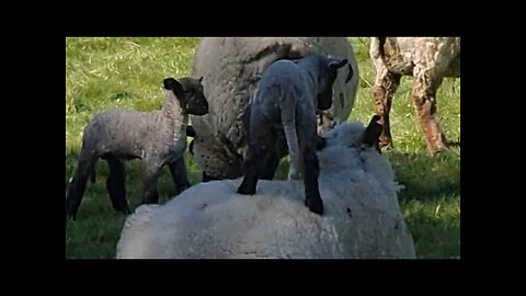 Cutest Lamb Antics in the World