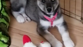 Curious Husky Puppy Discovers Her Own Shadow And Tries To Catch It