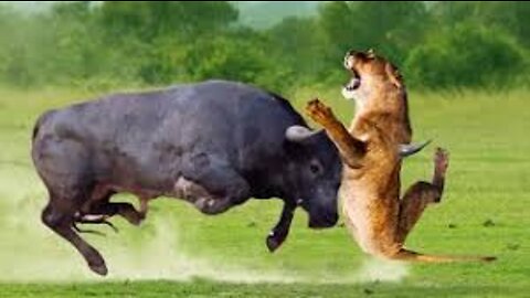 Strongest Animals In Africa ► Buffalo Vs Lion; Leopard Receives Fierce Attacks From The Buffalo Herd