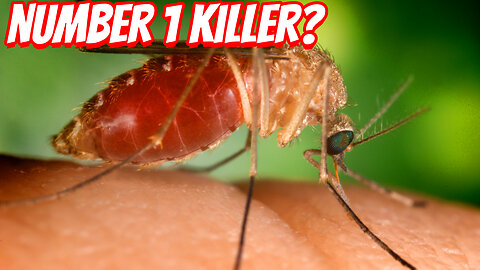 The Real Danger of Mosquitos!