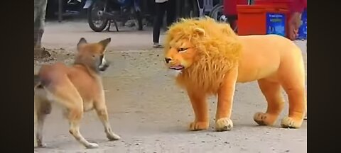 Troll prank dog funny & fake lion 🦁 and fake tiger 🐯 prank to dog huge box prank to dog