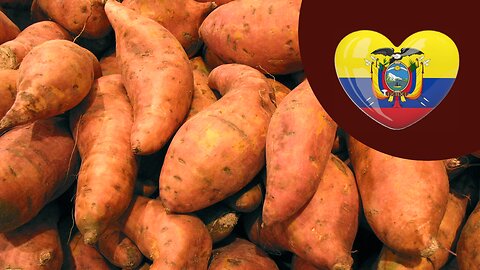 Growing Sweet Potatoes in Ecuador