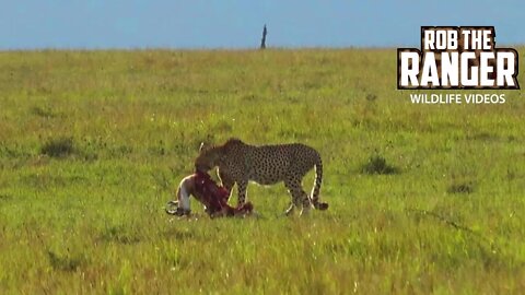Cheetah Feeding As Vultures Wait | Maasai Mara Safari | Zebra Plains