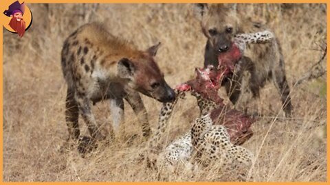 Thrilling Moments When Hyenas And Other Animals Steal Food From Their Enemies