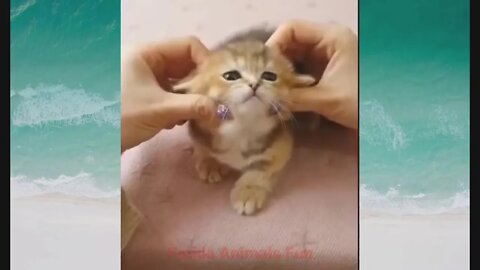 Cutest Kittens Ever - New Best Kitten Compilation Video 2022 - Funny Cats Videos Wild Animals