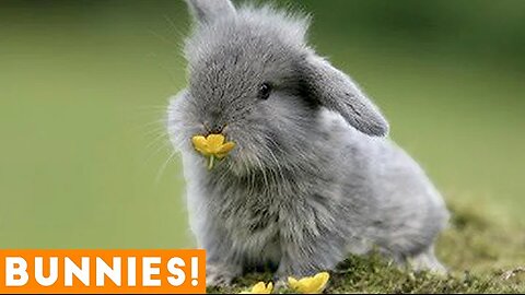 Funniest Rabbit Videos Weekly Compilation 2018 | Funny Pet Videos